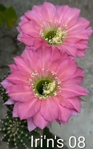 Cactus Lobivia Hybrid Iri'n's 08