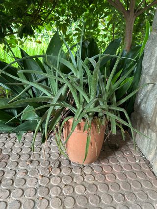 Enorme planta de Aloe Vera
