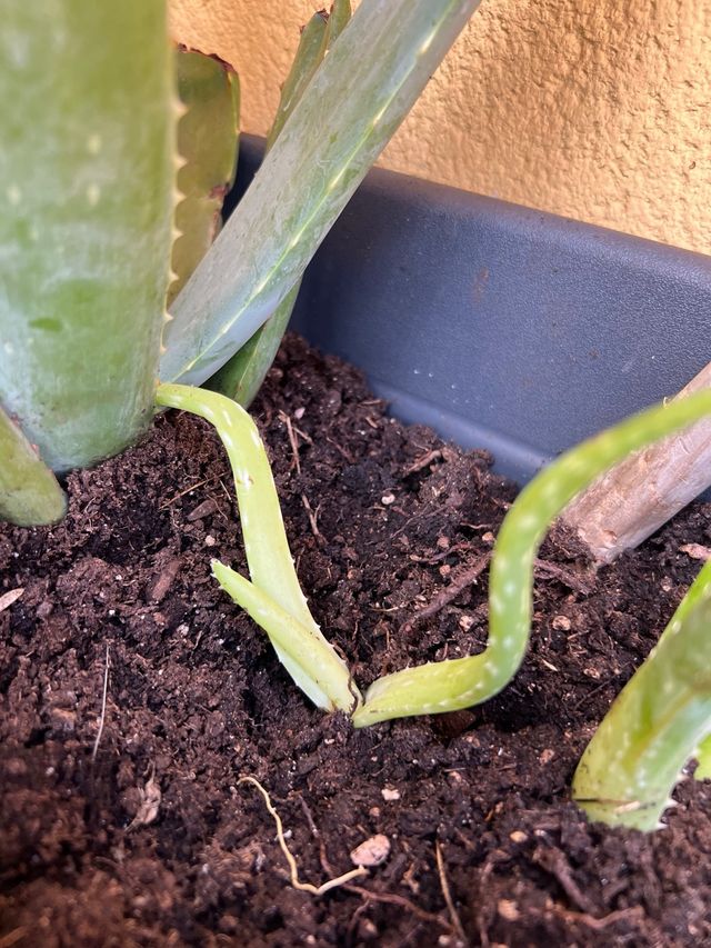 Hijos de Aloe Vera