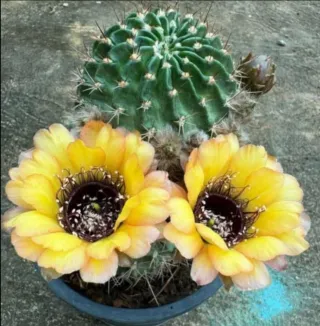 Cactus Lobivia Jajoiana Giallo Rosa
