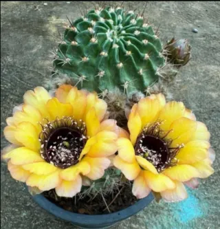 Cactus Lobivia Jajoiana Giallo Rosa