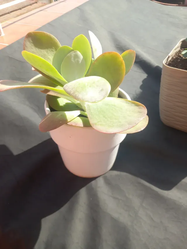 Kalanchoe en maceta blanca