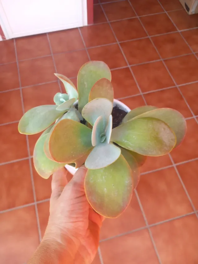 Kalanchoe en maceta blanca
