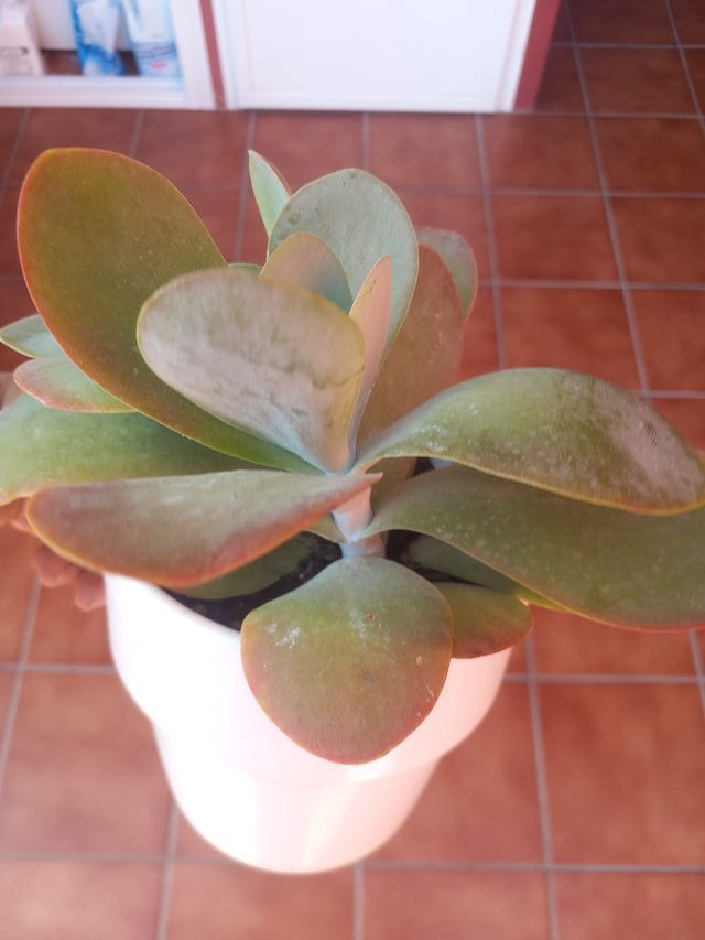 Kalanchoe en maceta blanca