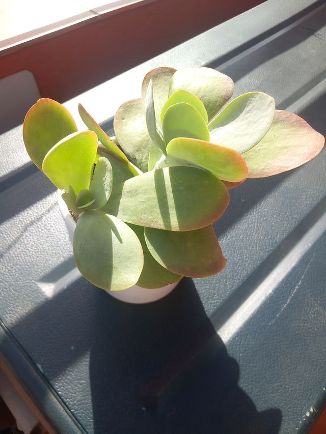 Kalanchoe en maceta blanca