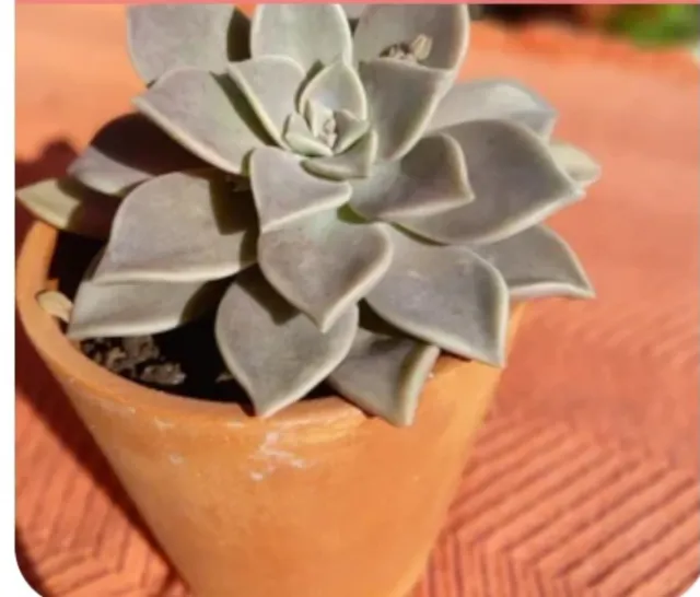 Macetas de barro y cerámica