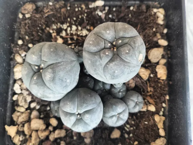 Cactus da collezione