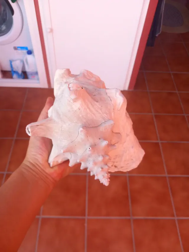 Caracola Fósil Grande