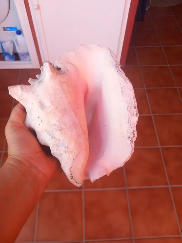 Caracola Fósil Grande