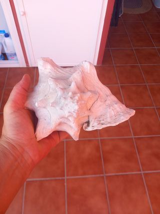Caracola Fósil Grande