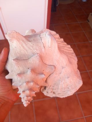 Caracola Fósil Grande