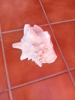 Caracola Fósil Grande