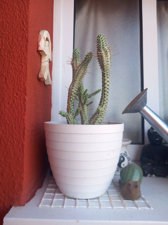 Cactus Opuntia en maceta blanca