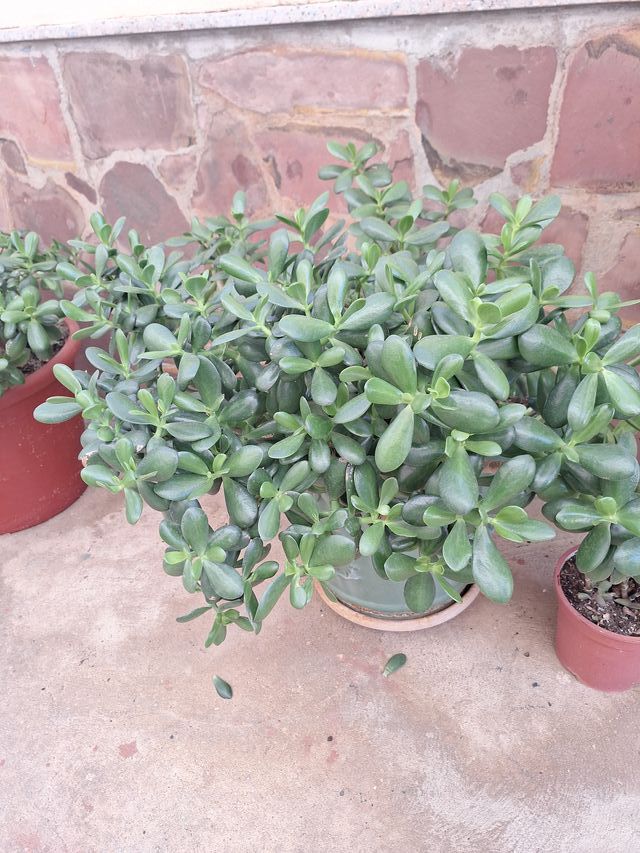 Planta Jade Grande - Perfecto Estado