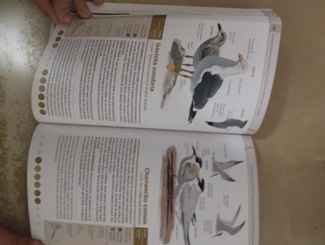 guia de las aves de Monfrague