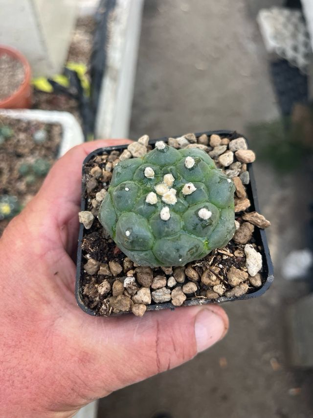 Astrophytum di alta qualità