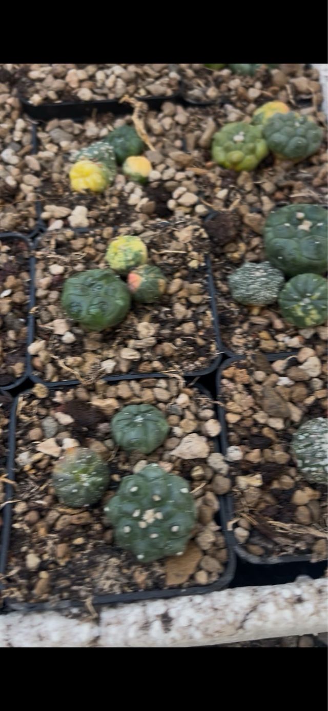 Astrophytum di alta qualità