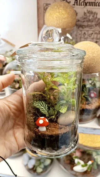 Mini terrarios.