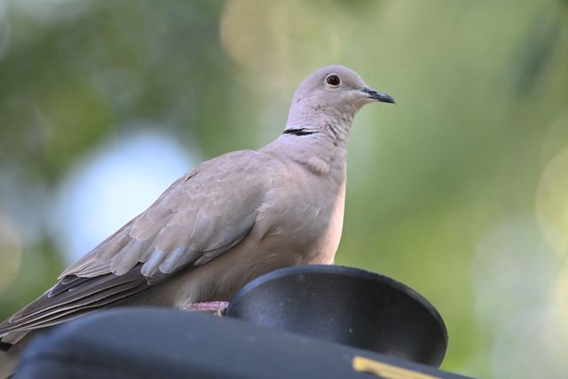 Nikkor AF-S 300mm f/4D (IF) ED