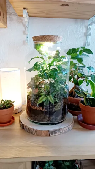 Terrario autosuficiente. Tamaño Grande