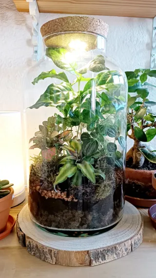 Terrario autosuficiente. Tamaño Grande