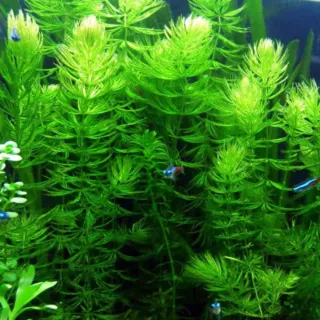 Cola de zorro plantas de acuario 