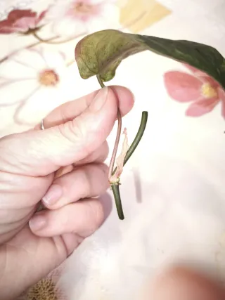 Philodendron Micans Mint Pink