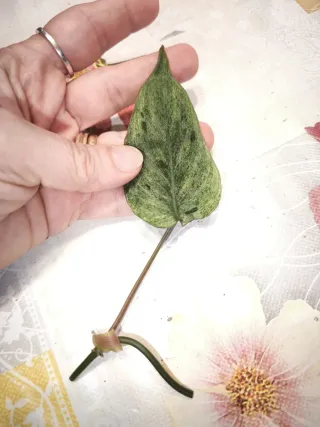 Philodendron Micans Pink Mint