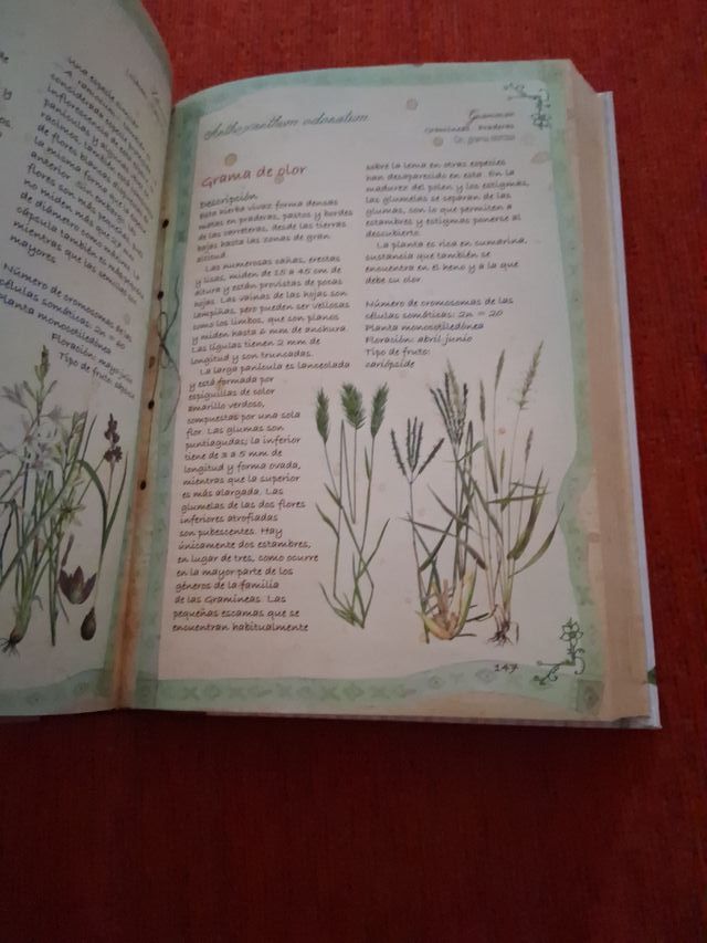 Plantas Silvestres: Infusiones y Tisanas