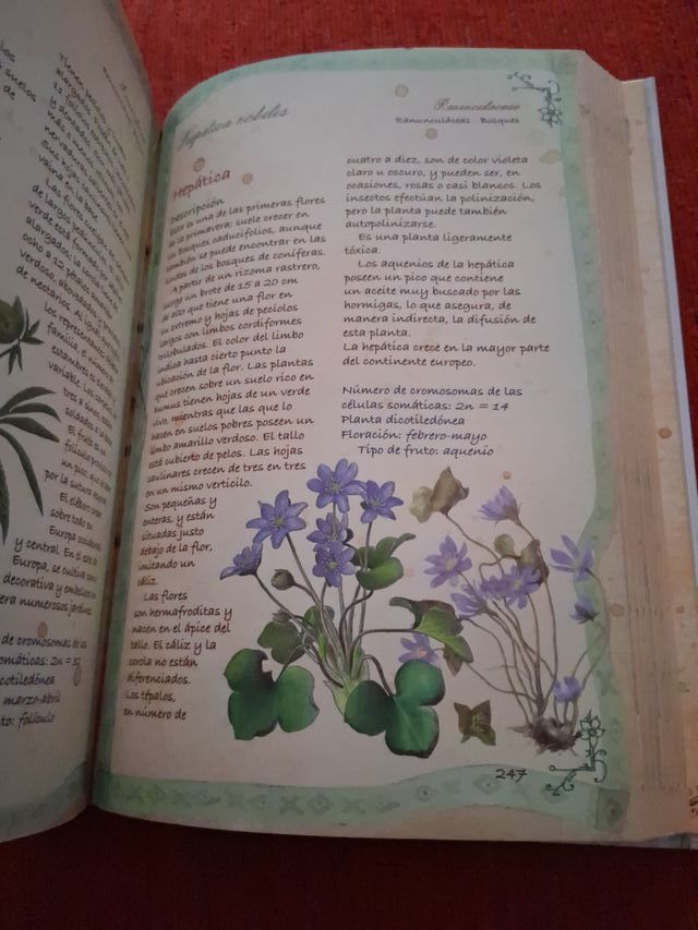 Plantas Silvestres: Infusiones y Tisanas