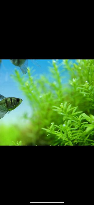 Lote de 15 plantas de acuario INICIACION