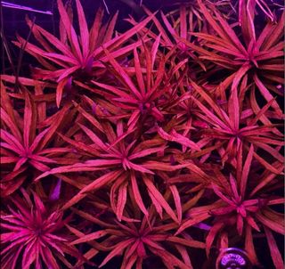 Lote de 15 plantas de acuario INICIACION