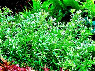 Lote de 10 plantas de acuario INICIACION