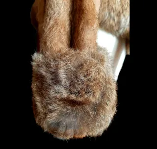 Abrigo de conejo con cinturón talla M