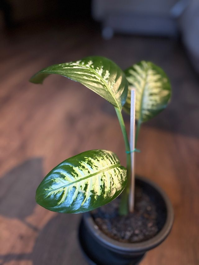 Planta de interior Dieffenbachia