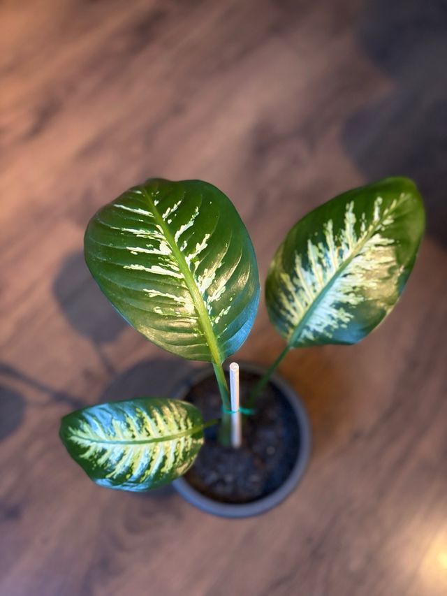 Planta de interior Dieffenbachia