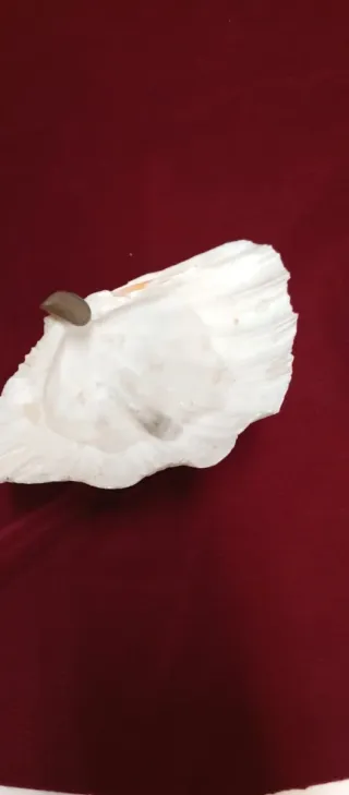 Cenicero de concha con base dorada