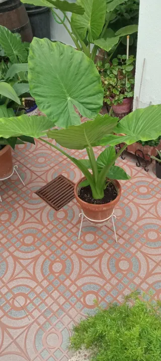 Planta Hoja de Elefante Hojas Grandes