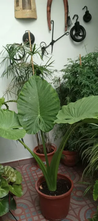 Planta Hoja de Elefante Hojas Grandes