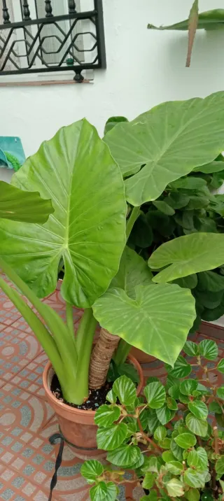 Planta Hoja de Elefante Hojas Grandes