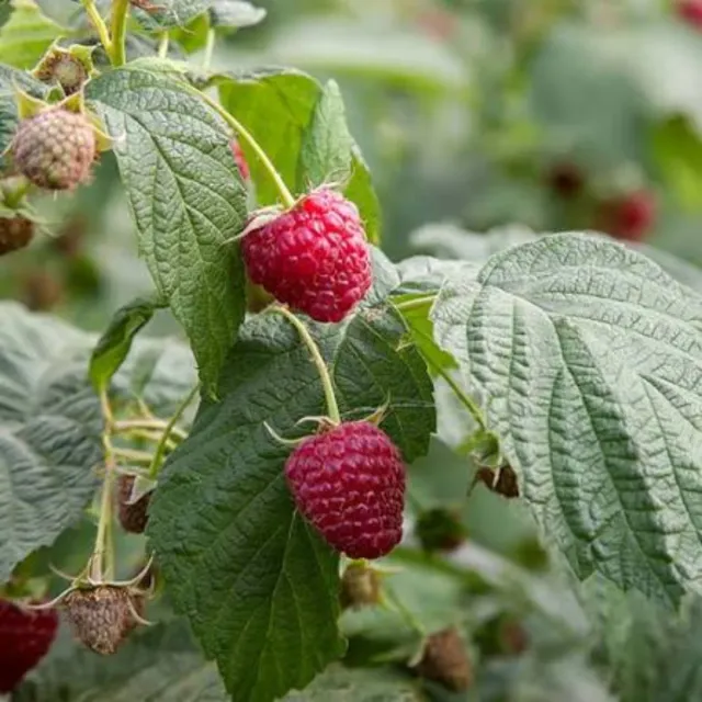 Plantas de frambuesa