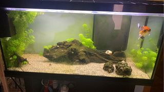 Acuario 200L con mesa y muchos extras