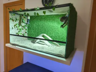 Terrario completo con decoración