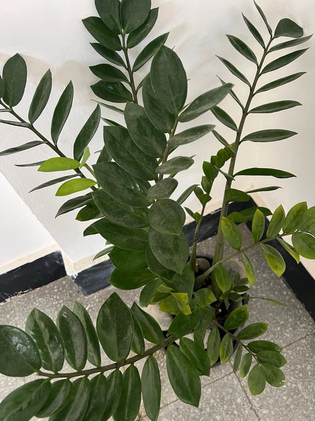 Planta con maceta muy grande. muy resistente.