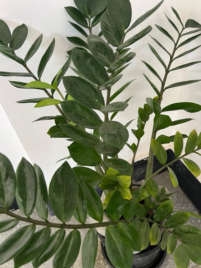 Planta con maceta muy grande. muy resistente.