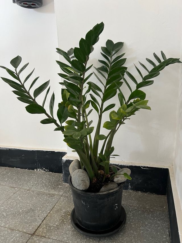 Planta con maceta muy grande. muy resistente.