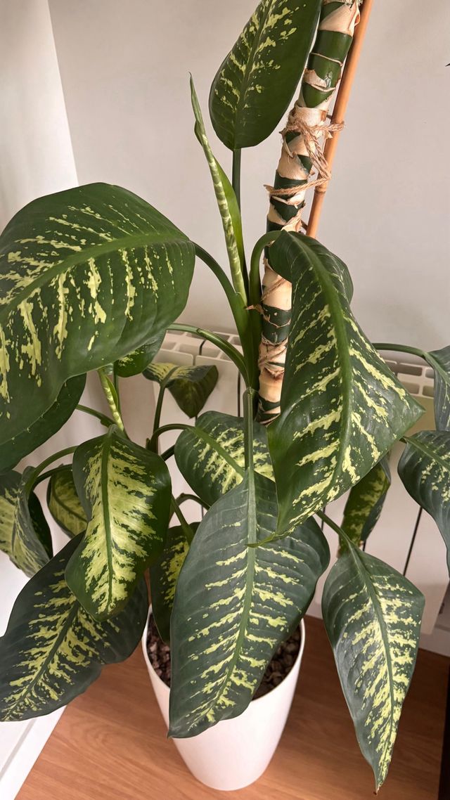 Planta Diefembaquia grande