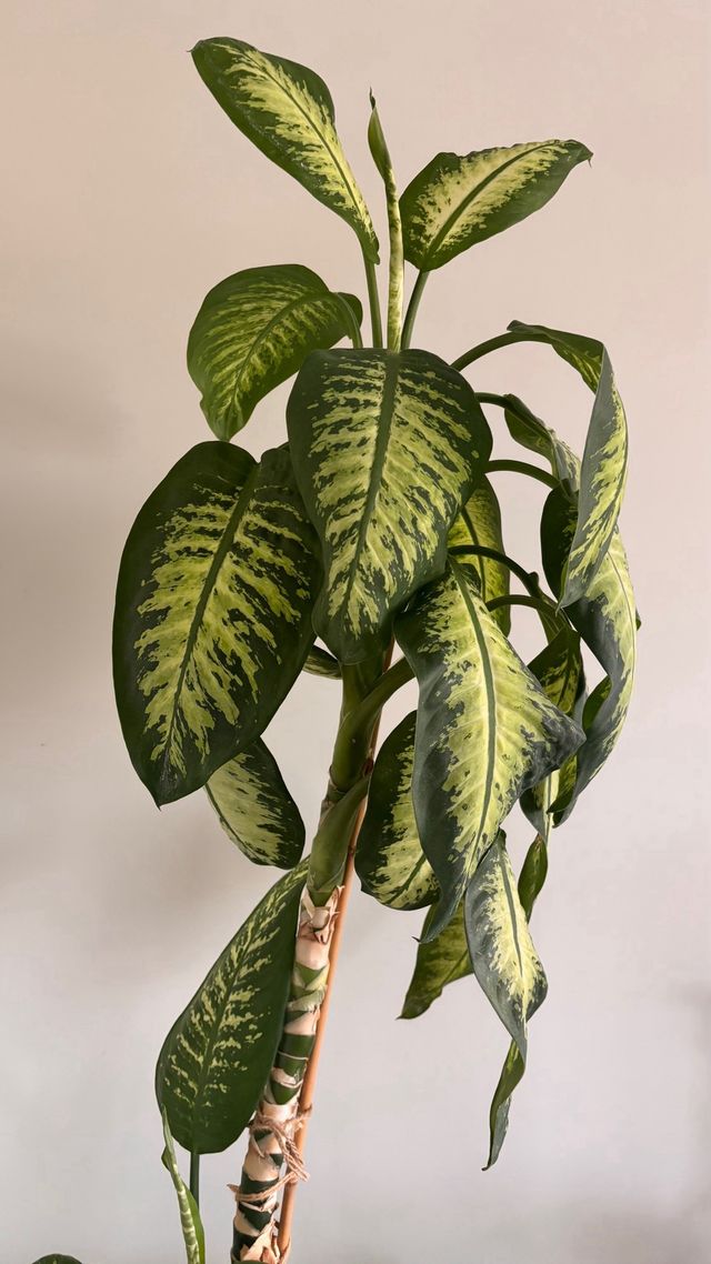 Planta Diefembaquia grande