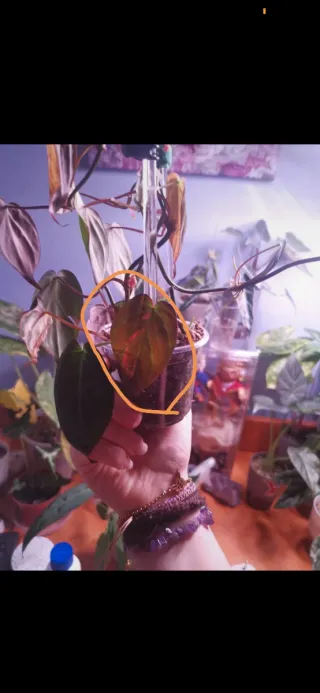 Philodendron Micans Aurea