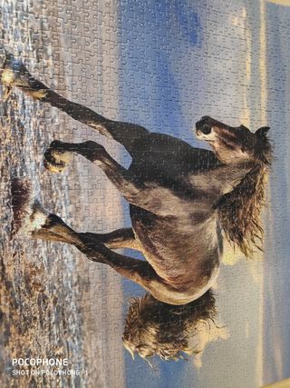 Puzzle 1000 Piezas Caballo Salvaje